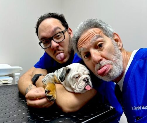 holding a friendly bulldog