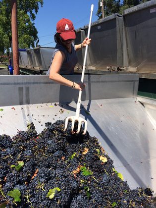 Mary Harvesting Grapes