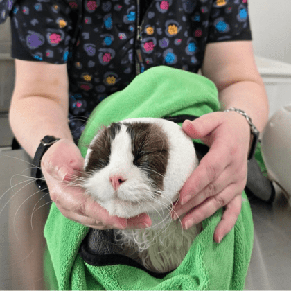 Swifty Cats Grooming