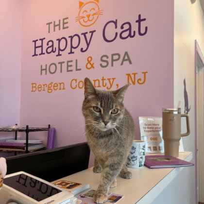 Rosie, Meownager of Happy Cat Hotel & Spa