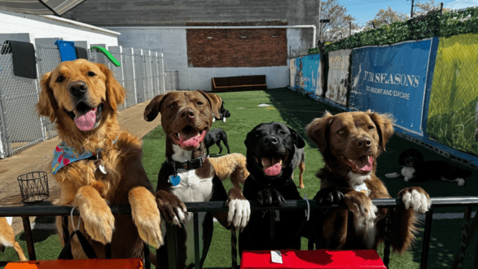 The Best Dog Boarding Services in New Jersey of 2026