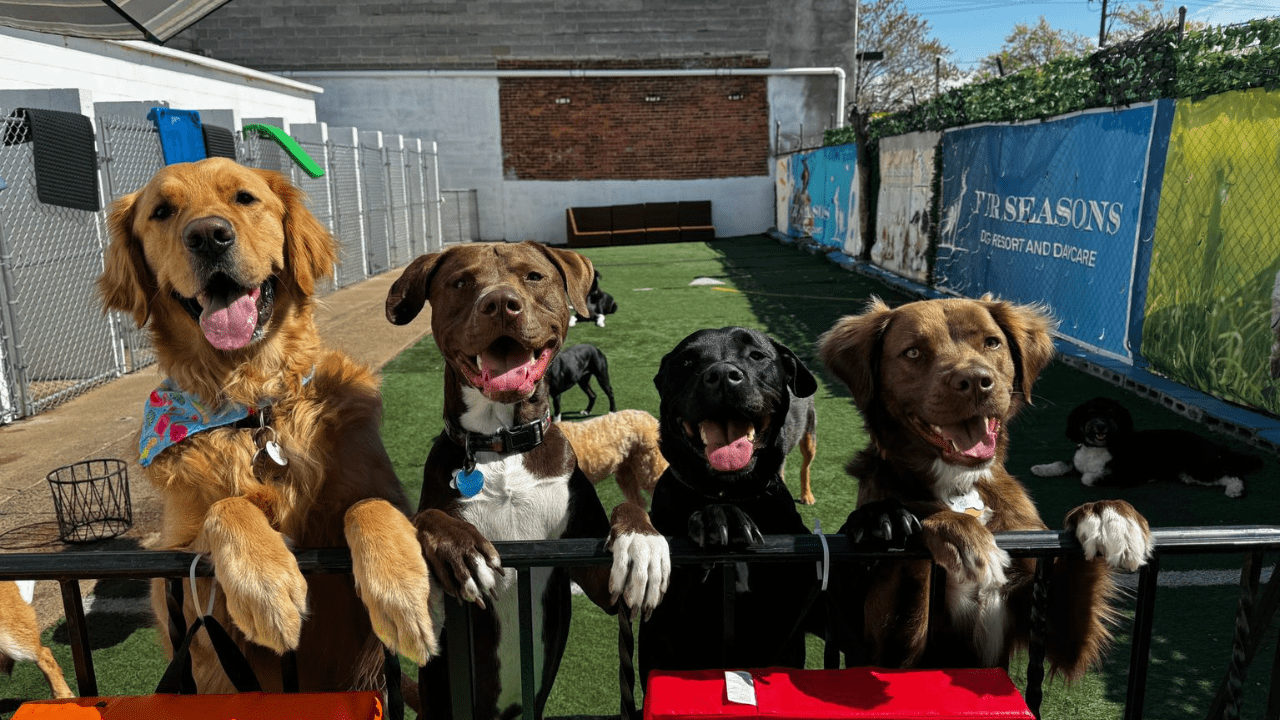The Best Dog Boarding Services in New Jersey of 2026